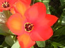 Tulipa Madame Lefeber (2014, March 26)