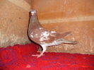 F Meulemans 0961198-2012