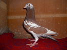 M Meulemans  0841908-2013