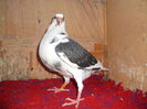 batenburg mascul  0203657