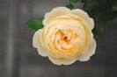 Wollerton Old Hall, 28 sept,prima floare