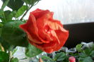 SAM_2049