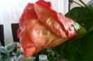 SAM_2054