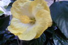 SAM_2056