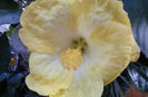 SAM_2063
