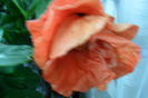 SAM_2078