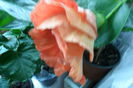 SAM_2079