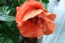 SAM_2093