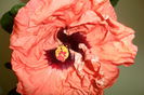 SAM_2141