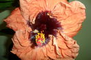 SAM_2162