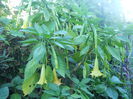 DSCN7075