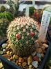 Mammillaria matudae