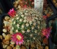 Mammillaria matudae