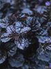 Ajuga_reptans_black_scallop