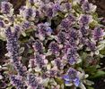 ajuga_reptans_dixie_chip_1_1