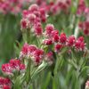 antennaria_dioca_rotes_wonder