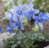 Aquilegia_bertolonii_1