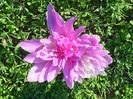 Colchicum-autumnale-Pleniflorum