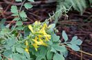 Corydalis-lutea