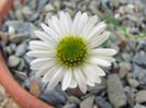 Erigeron%20eatonii