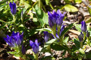 Gentiana-True-Blue-2