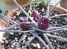 Hepatica%20buds