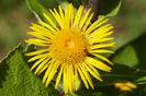 inula-magnifica