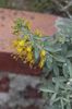 Isomeris-arborea