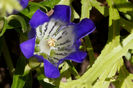 Gentiana-True-Blue-on-the-inside