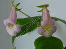 Sinningia EW s Pink Pearl - parfum divin
