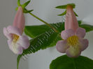Sinningia EW s Pink Pearl - parfum divin