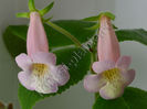 Sinningia EW s Pink Pearl - parfum divin