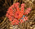 Kleinia_fulgens,_blomhoof,_a,_Voortrekkerbad