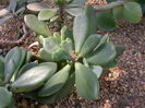 Kleinia_fulgens_1