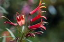 lobelialaxiflora