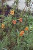 Mimulus-aurantiacus
