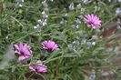 Osteospermum-and-black-sage-Salvia-mellifera