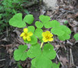 Oxalis_illinoensis