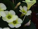 Oxalis_purpurea_cream_CvS79