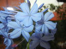 Plumbago auriculata (2014, Sep.26)