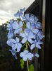 0927 Plumbago auriculata (2014, Sep.27)