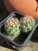 Thelocactus bicolor