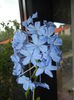 Plumbago auriculata (2014, Sep.27)