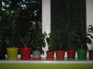 Picture My plants 1570