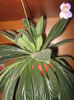 Picture My plants 1574