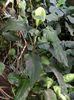 diefenbachia macrophylla .