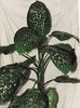diefenbachia maculata