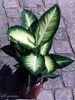 diefenbachia marryane .