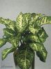 diefenbachia mars