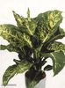 diefenbachia minimars
